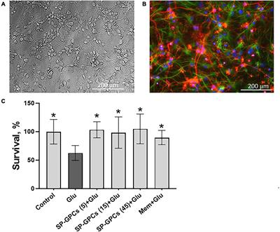 Neuroprotective and anti-inflammatory properties of proteins secreted by glial progenitor cells derived from human iPSCs